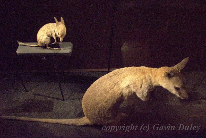 Wallabies, Museum of Natural History IMGP1143.jpg